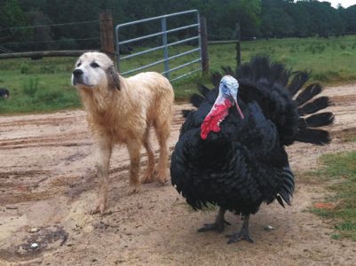 Free-Range Chickens Viable in Large Operation Image